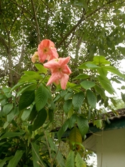 Mussaenda erythrophylla