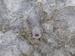 Stenotabanus