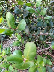 Rhus integrifolia