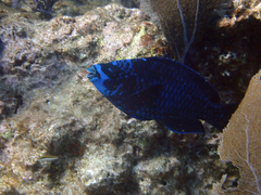 Scarus coelestinus