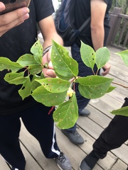 Schisandra arisanensis