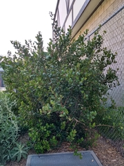 Rhus integrifolia
