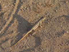 Sceloporus cozumelae