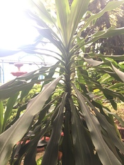 Dracaena fragrans