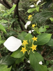 Mussaenda pubescens