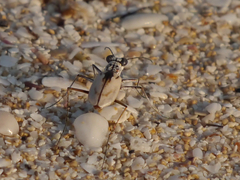 Ellipsoptera hamata pallifera