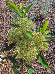 Backhousia citriodora