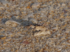 Ellipsoptera hamata pallifera