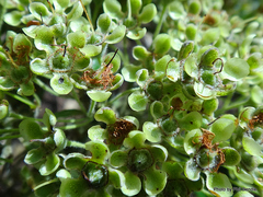 Backhousia citriodora