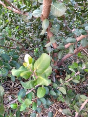 Rhus integrifolia
