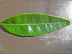 Backhousia citriodora