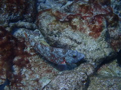 Sparisoma chrysopterum