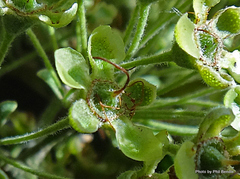 Backhousia citriodora