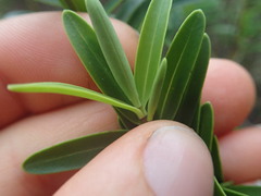 Veronica strictissima