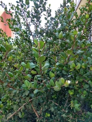 Rhus integrifolia