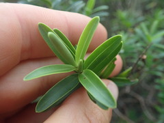 Veronica strictissima