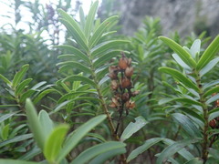 Veronica strictissima