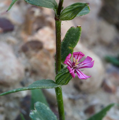 Silene oxyodonta