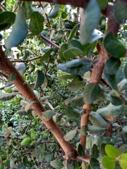 Rhus integrifolia