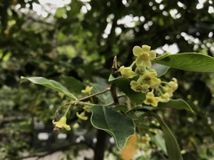 Aquilaria sinensis
