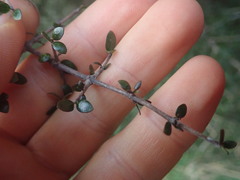 Coprosma wallii
