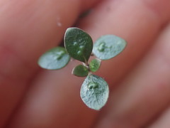 Coprosma wallii