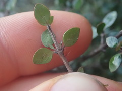 Coprosma wallii