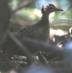 Crypturellus variegatus