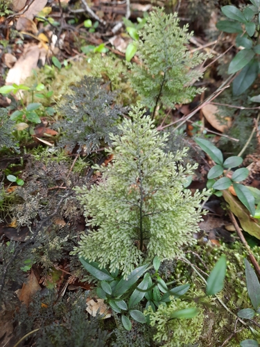 Hymenophyllum seselifolium, 2023-11-24