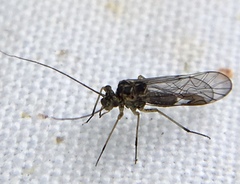 Mesopsocus