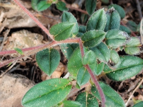 Image of Helianthemum marifolium by (c) Nico Hernandez, some rights reserved (CC BY)