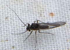 Mesopsocus