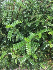 Zanthoxylum beecheyanum