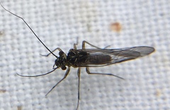 Mesopsocus