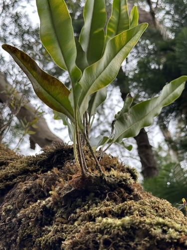 Elaphoglossum crassifolium observed 2024-03-22