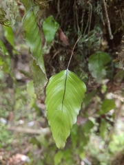 Hymenophyllum cruentum image