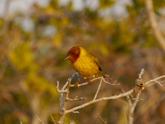 Setophaga petechia bryanti