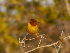Setophaga petechia bryanti