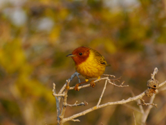 Setophaga petechia bryanti