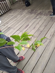 Schisandra arisanensis