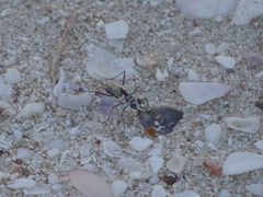 Ellipsoptera hamata pallifera