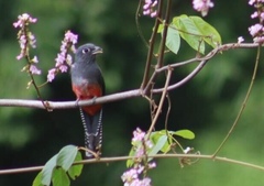 Trogon curucui