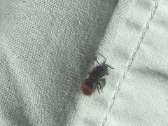 Sphaeropthalma unicolor