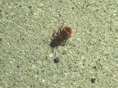 Sphaeropthalma unicolor