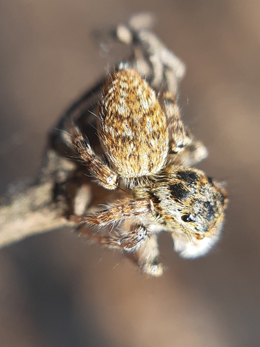 Carrhotus xanthogramma