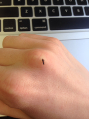 Anthocomus equestris