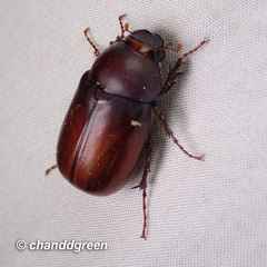 Apogonia cribricollis