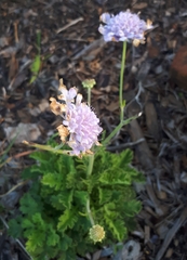 Scabiosa incisa
