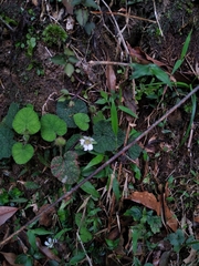 Rubus pectinellus