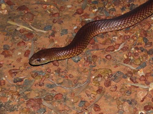 Mulga Snake sighting